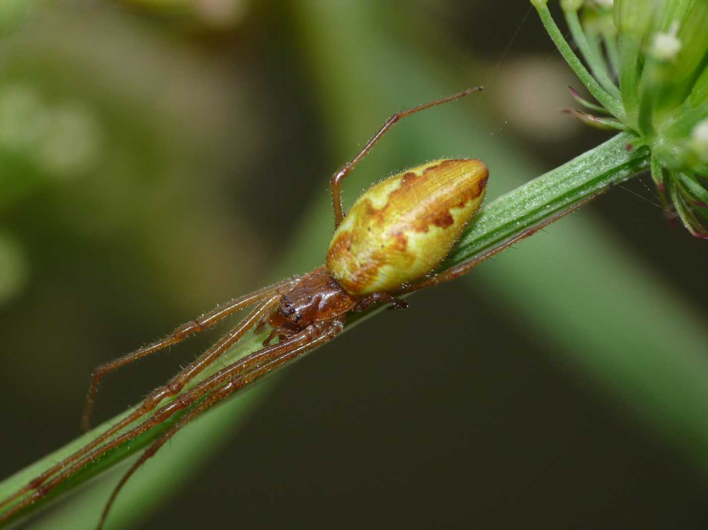 Tetragnatha sp. di colore insolito